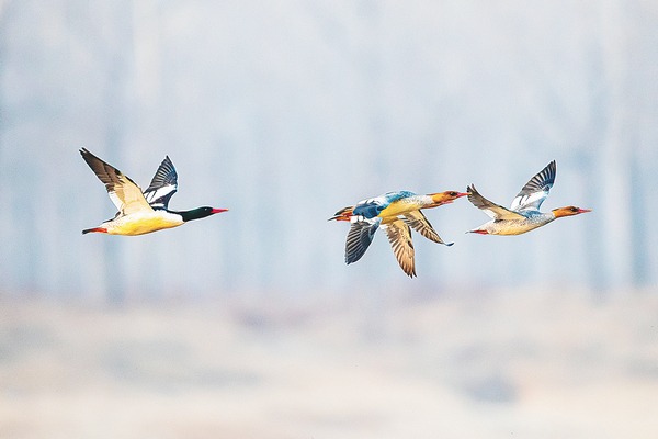 Beijing wetland welcomes rare 'living fossils'