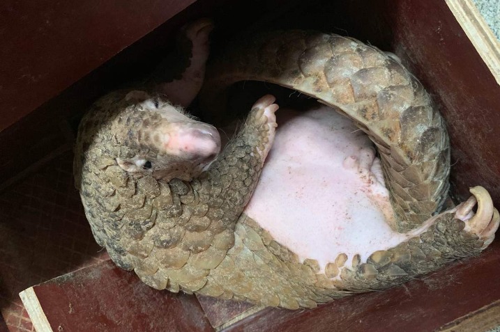 Progress In Captive Pangolin Breeding - Chinadaily.com.cn