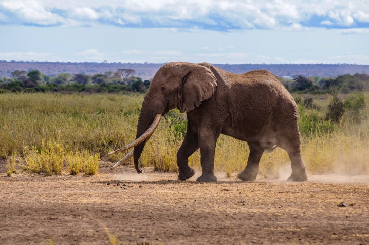 Africans wage battle to restore forests