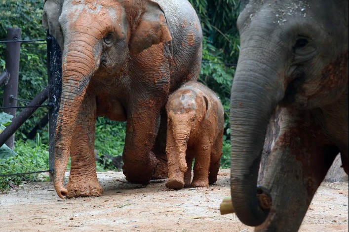 China strengthens efforts to protect Asian elephants