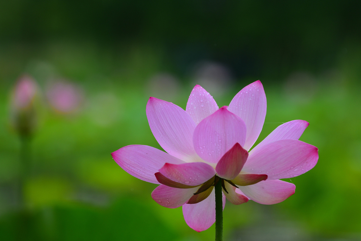 A glimpse of lotus flowers in China - chinaculture.org
