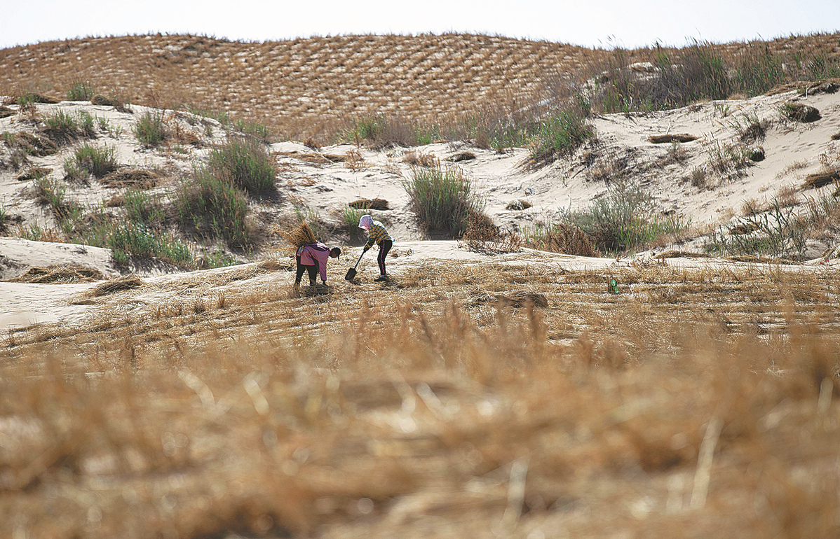 Part Of Desert Turns Into Oasis In Northwest China Chinadaily Cn