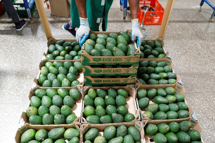 Kenya: al via spedizioni avocado fresco in Cina!