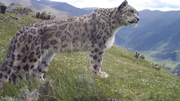 60% of snow leopard habitats are in China: report - CGTN