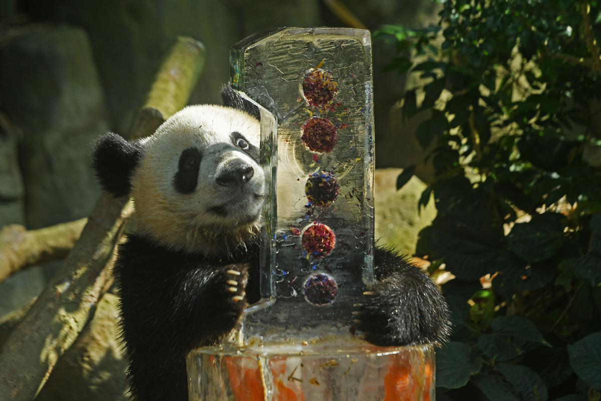  Discover the Best Panda Recipes: A Culinary Adventure Inspired by Nature