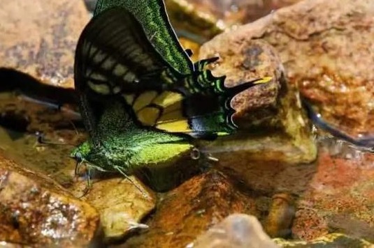 Evolution Butterfly Capri - NOMINOU