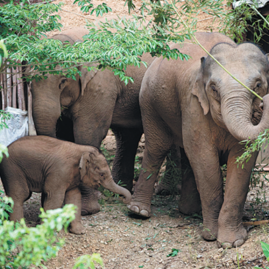 Baby elephants born to wandering troupe doing well back on