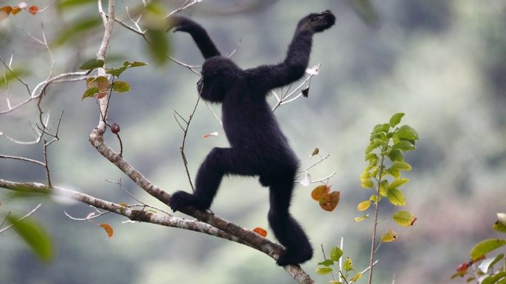 rare-gibbon-from-guangxi-captured-in-photos