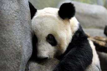 美国动物园将归还大熊猫丫丫和乐乐