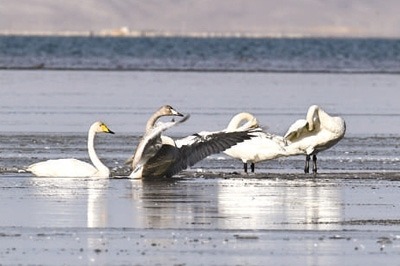 More waterfowl wintering in China's largest saltwater lake