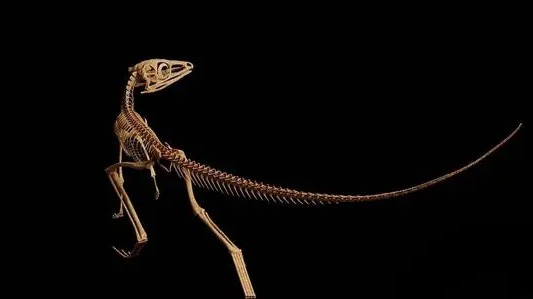 Space Dinosaurs: Archaeopteryx vs. Pterodactyl