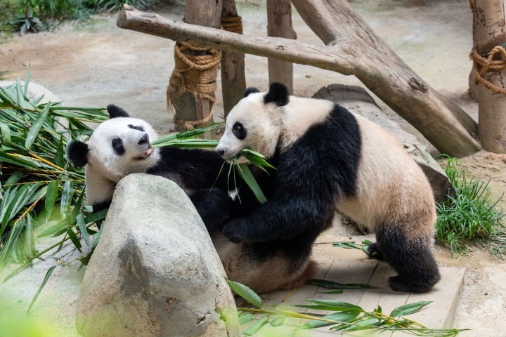 马来西亚吉隆坡的大熊猫家庭-中国日报网