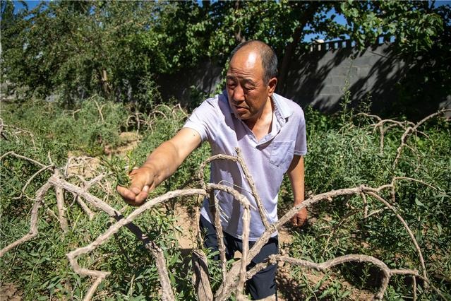 Climate service facilitates fashionable agriculture in Ningxia