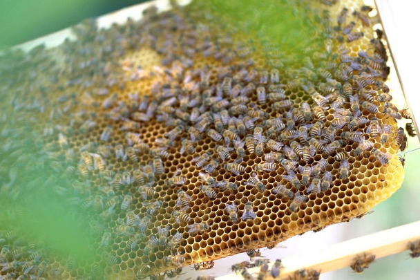 Beekeeping sweetens prospects for villagers in East China