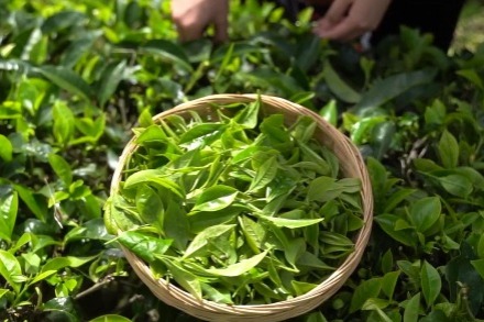 Pu'er tea, a world-famous brand from Yunnan
