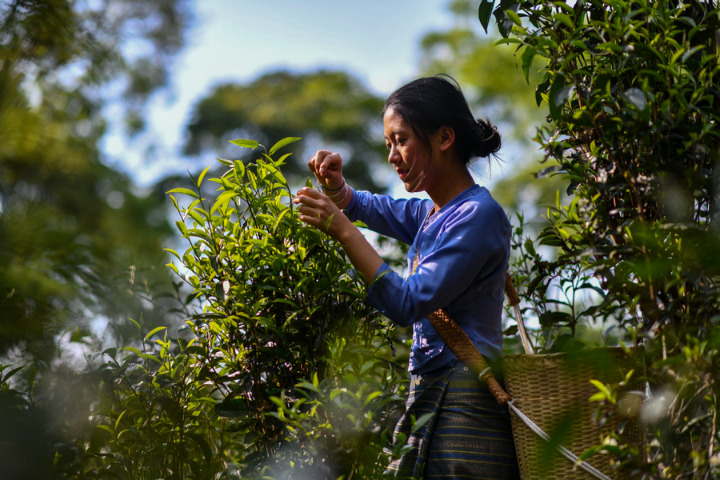 Traditional tea planting mirrors human-nature harmony