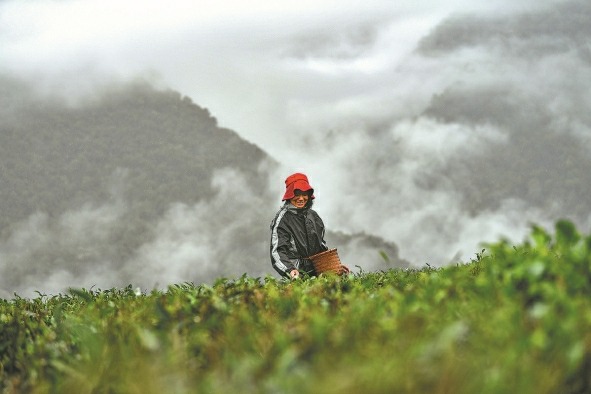 Village combines tea and tourism to prosper