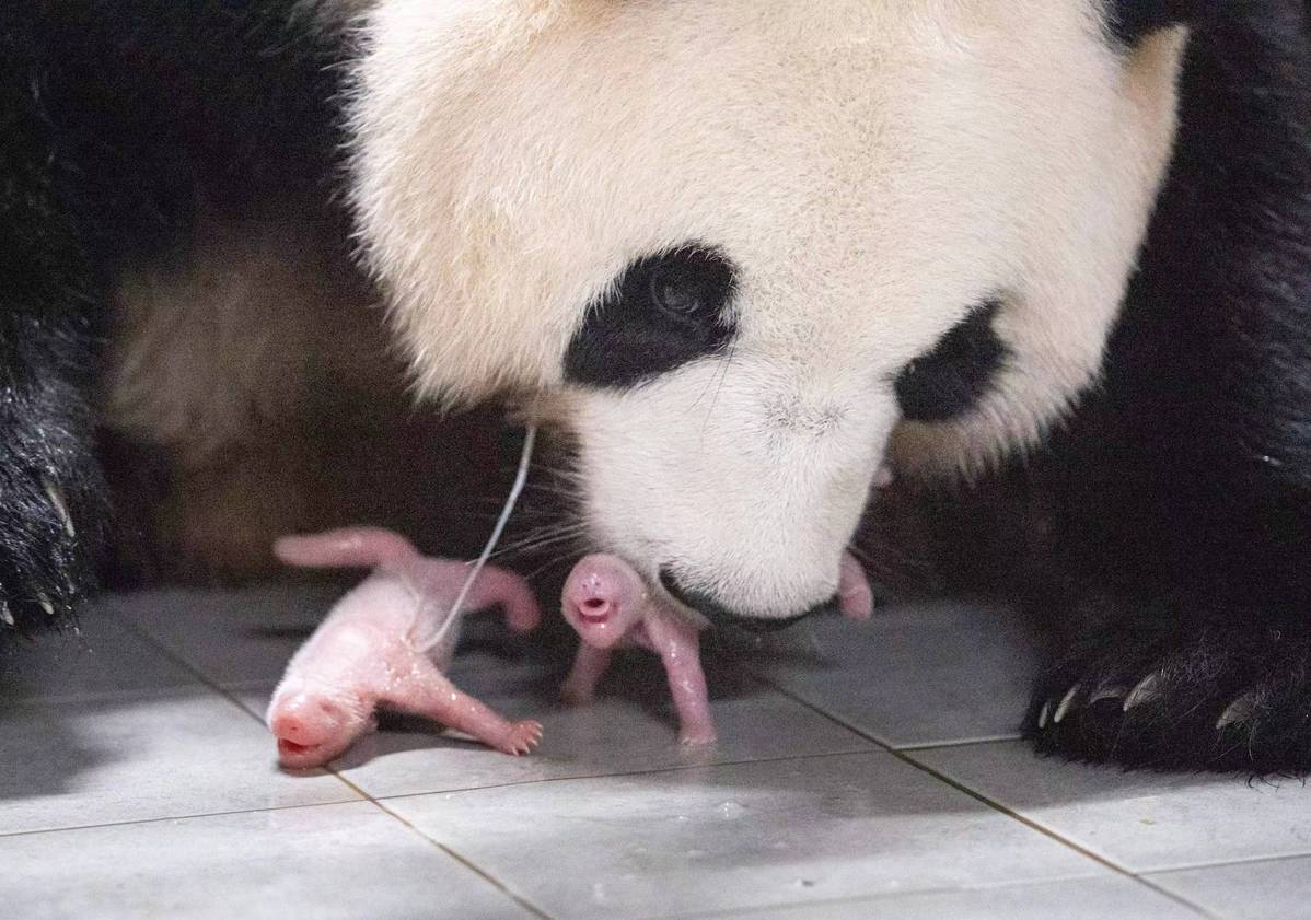 【大熊猫萌兰】今天的第一次加餐。2022.1.15.摄于北京动物园_哔哩哔哩_bilibili