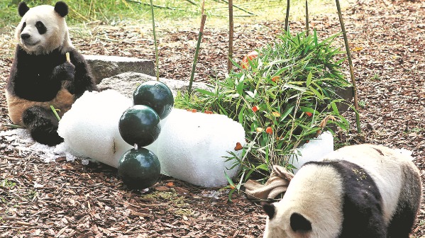 Belgian zoo gets Xi's letter on panda twins' birthday - Chinadaily 