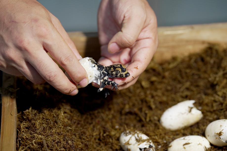 12 Chinese Alligators Successfully Hatch In Anhui - Chinadaily.com.cn