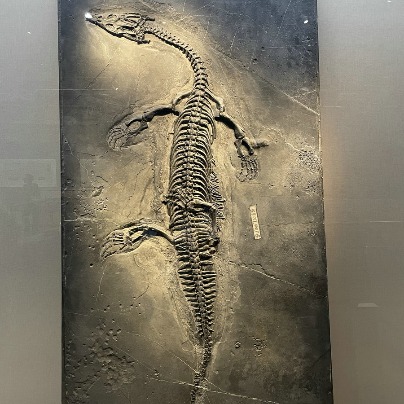 Exhibition unveils the epic story of 'fish lizards' in Triassic oceans