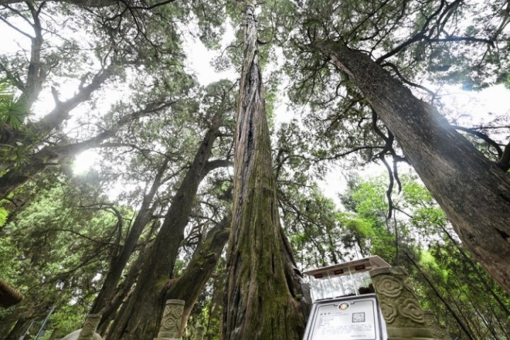 每日一词∣全国古树名木智慧管理系统 big data management platform for ancient and famous trees across China