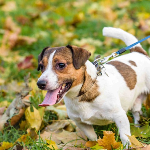 Strict Canine Regulation in Chengdu, China — 22 Dog Breeds Banned