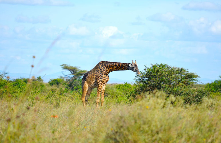 Mongolia and Nairobi Crowned Best Tourist Destinations in Lonely