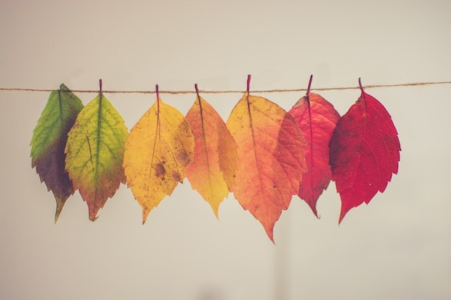 为什么秋天树叶会变色？