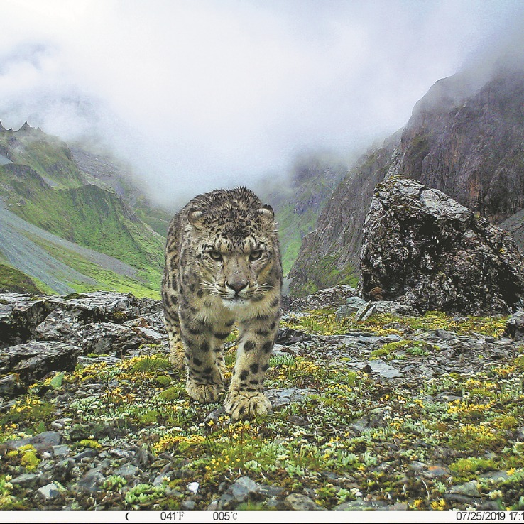 With more than 700 snow leopards, next step in conservation is long term  monitoring, say experts