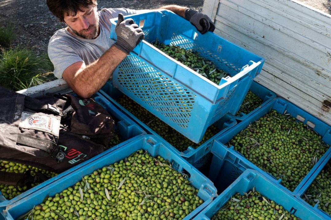 Olive oil scandal fires EU food safety doubts