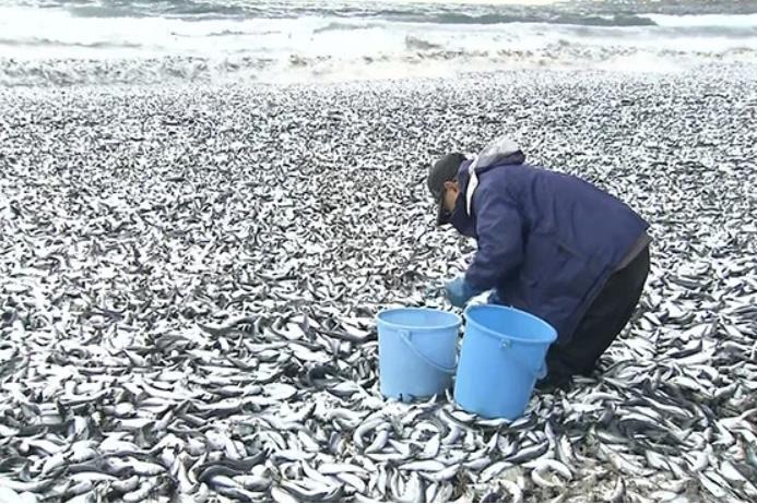 日本海岸出现大量死鱼 官员称原因尚不清楚