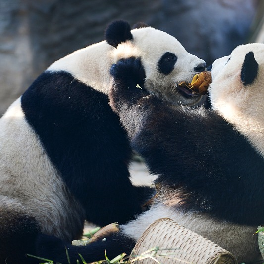 'Panda friendship' something to cherish - Opinion - Chinadaily.com.cn