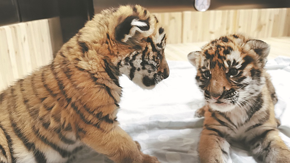 Endangered tiger triplets born in East China - Chinadaily.com.cn