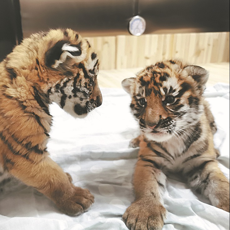 2024Family with Tigers大山3 2024Family with Tigers大山3 2024Family with Tigers大山3 Endangered