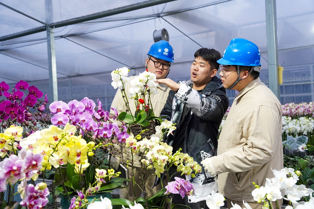 Orchids boosted by steady power supply in Jiangsu