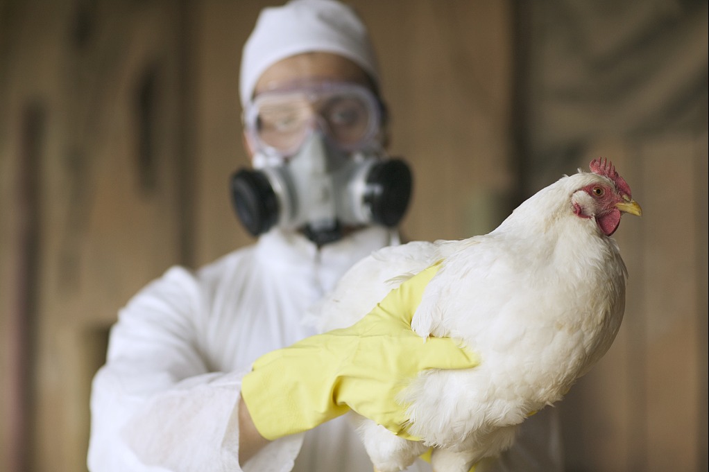Person in Texas tests positive for bird flu after contact with infected cows