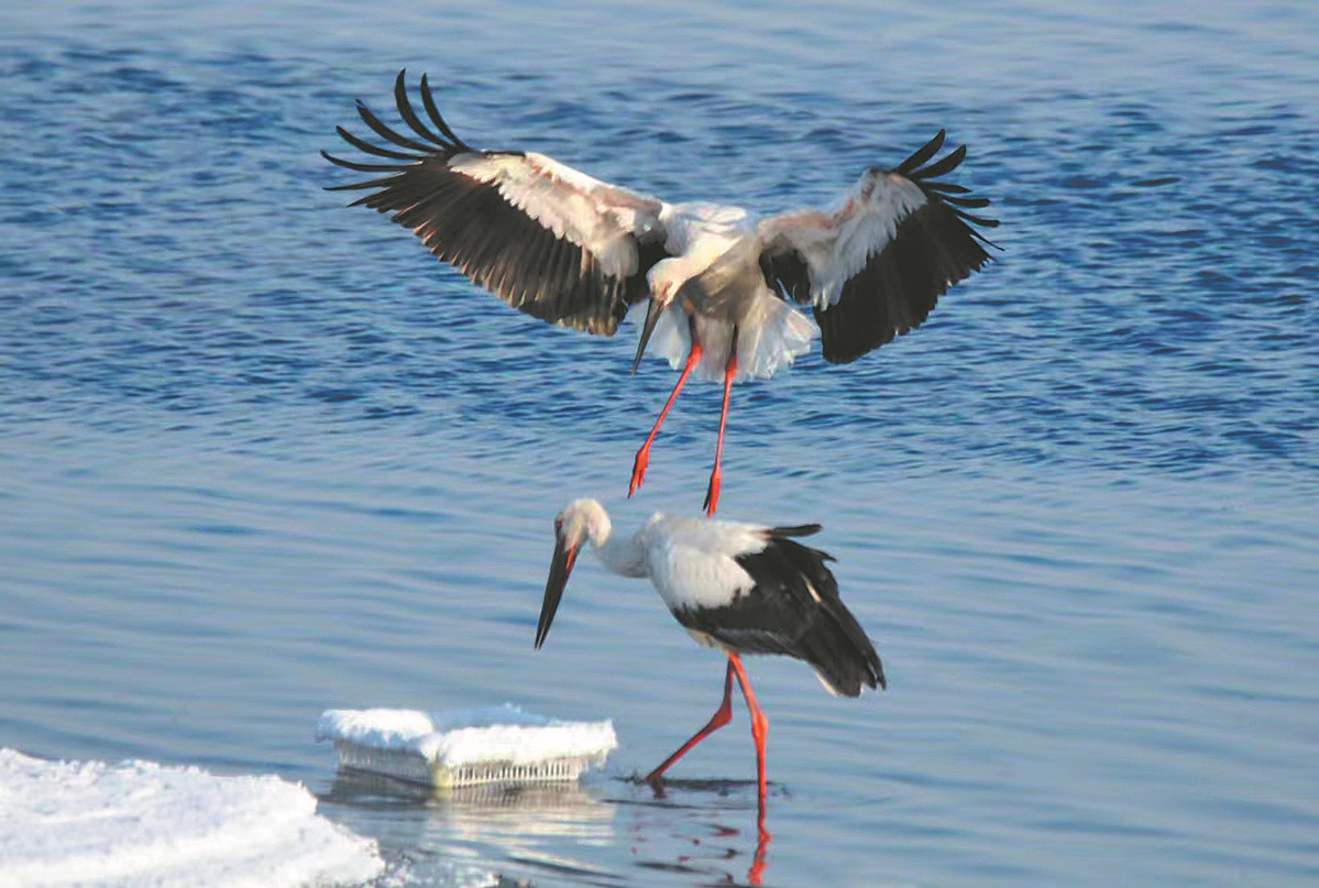 Cold Brings Photographer, Feathered Friends Together