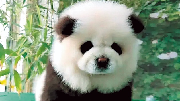 Panda dogs' cause a stir at Jiangsu zoo - Chinadaily.com.cn