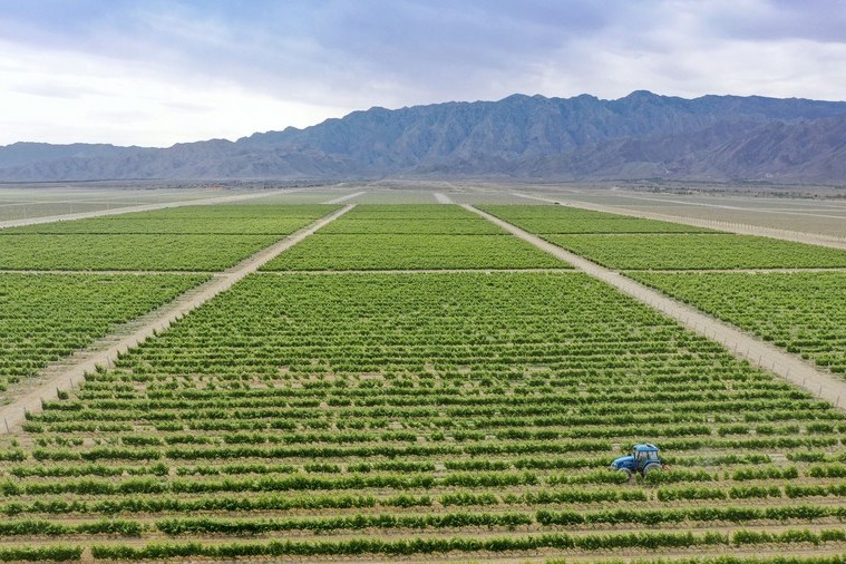 Northwest China's Ningxia region: From vine to global wine stage