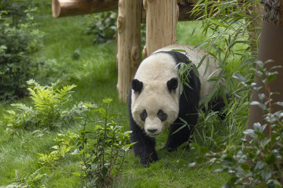 California proclaims Panda Day in honor of public debut of two giant pandas