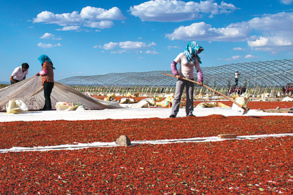 China launches investigation into goji berry farms after chemical use allegations