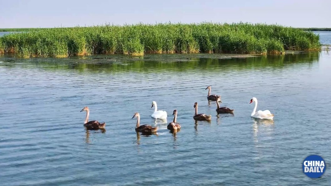 Mute Swans breeding in first-ever discovery