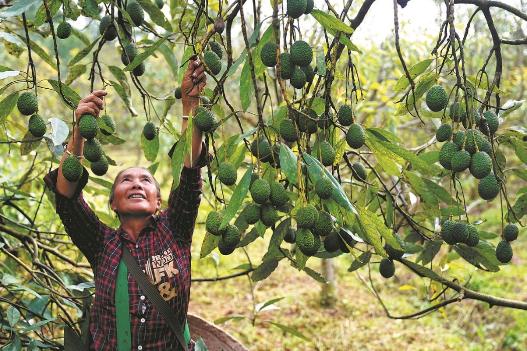 avocado-town-ripens-prospects-for-tourism-agricultural-success