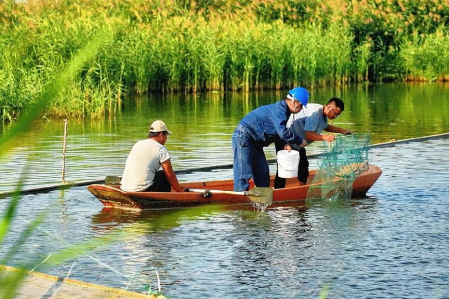 Xinjiang's Saline-Alkaline Farm Booms, Expanding Aquaculture Potential