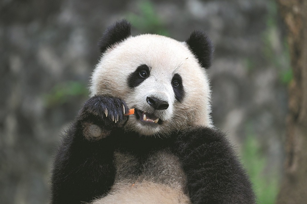 Giant Pandas Set to Arrive in Washington, DC: A 10-Year Journey for Conservation