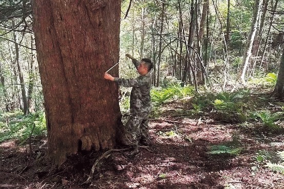 Vast Ancient Forest in Jilin Showcases Enduring Resilience of Northeast Yew Trees