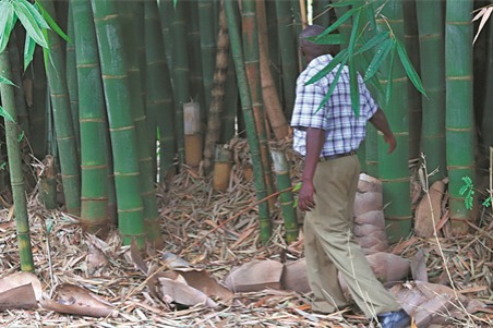 Bamboo Craftmanship Takes Root in Kenya