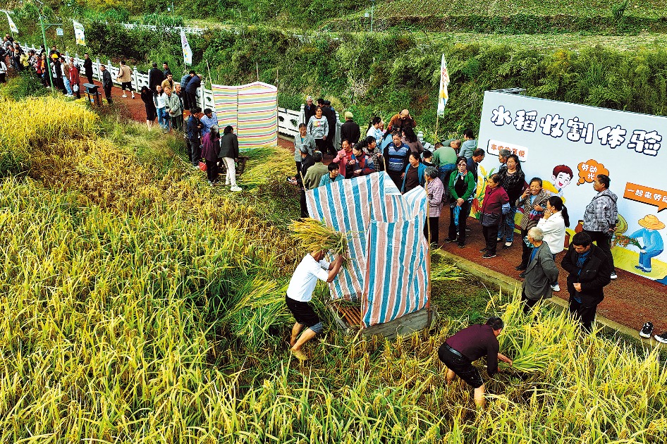 Rural Paradise Unveiled: Immerse Yourself in the Harvest Season in Chongqing