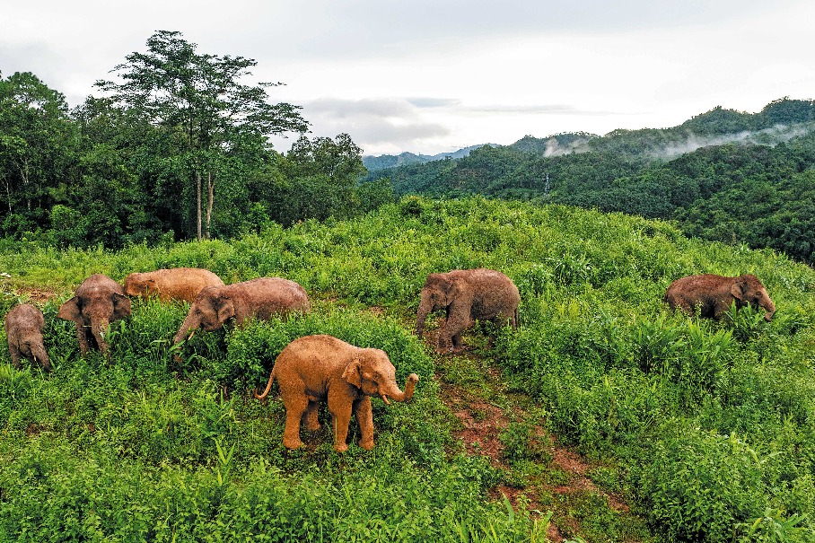 Learning to live with elephants